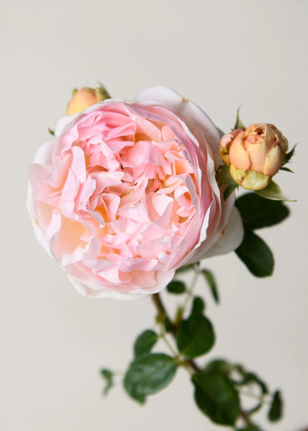 Evelyn Rose Potted (Archived) - Image 4