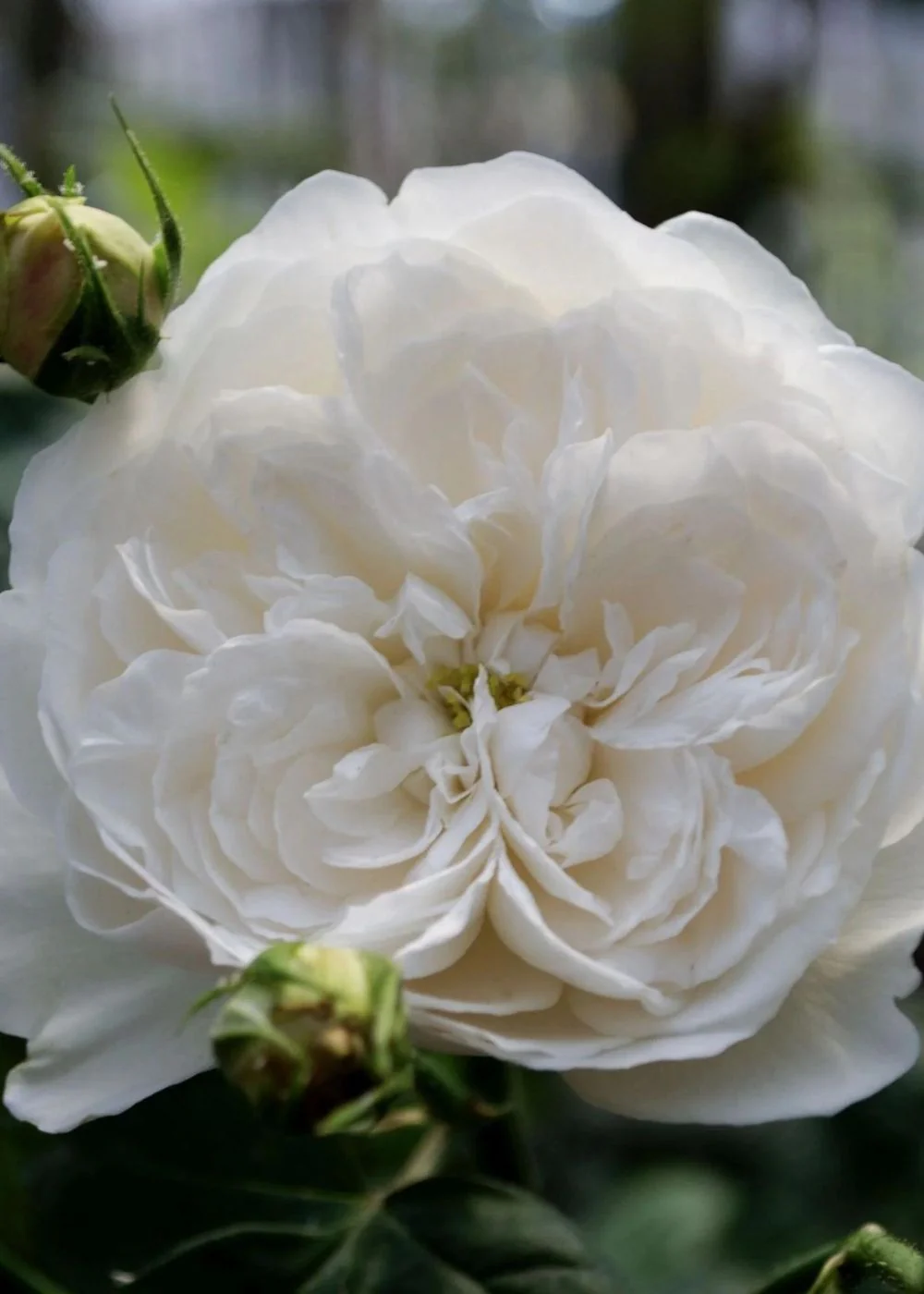 Fair Bianca Rose Bare Root (Archived)