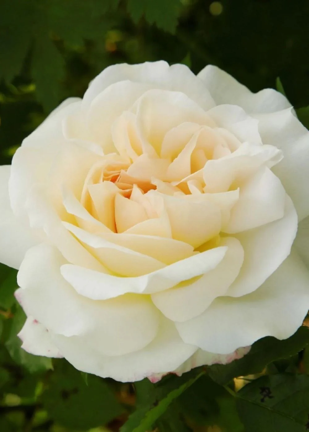 Fairytale® Kosmos™ Rose Potted