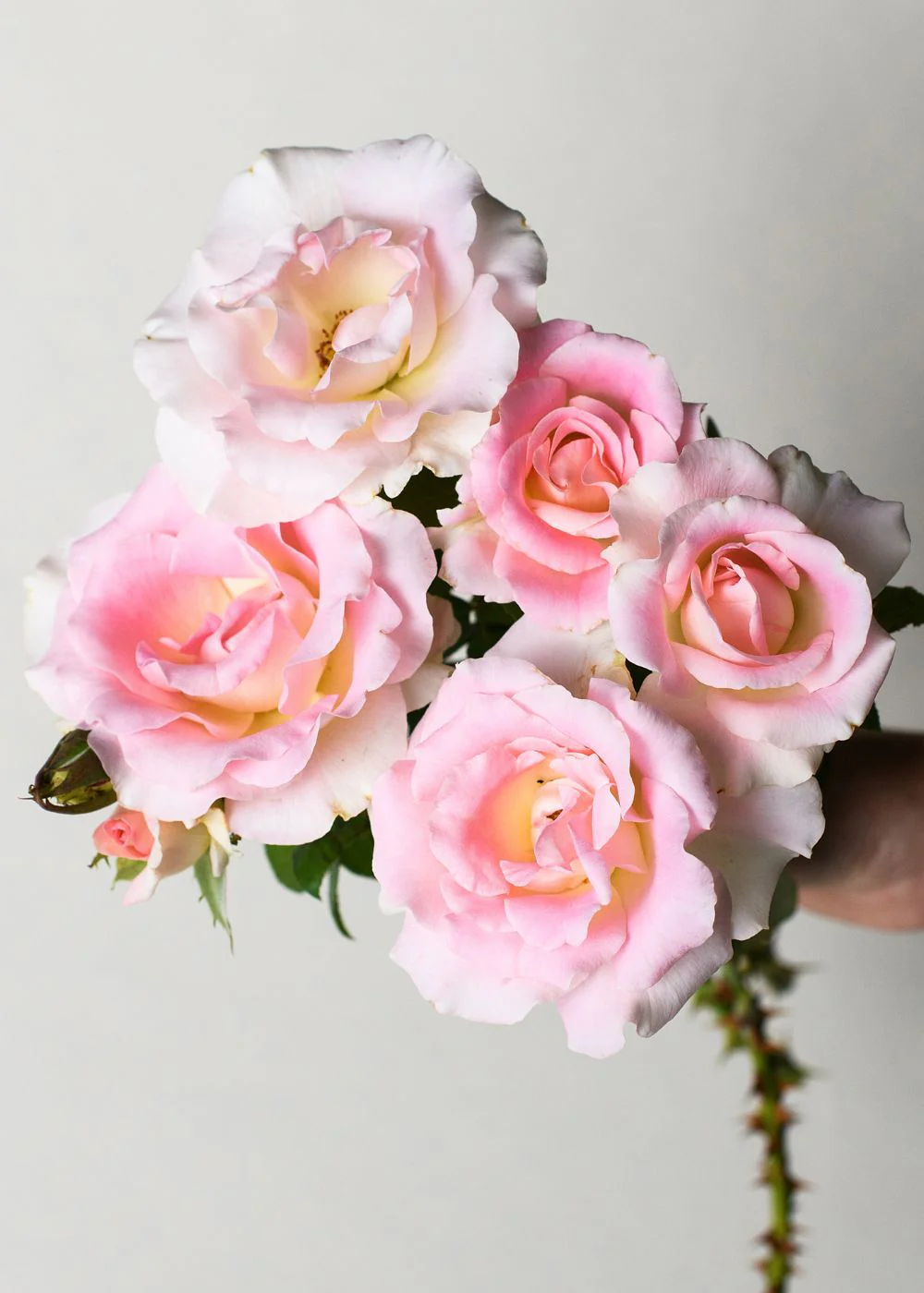 Falling In Love Rose Bare Root (Archived)