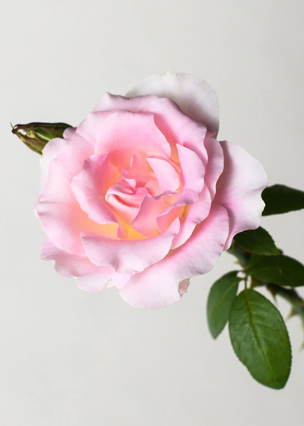 Falling In Love Rose Bare Root (Archived) - Image 2