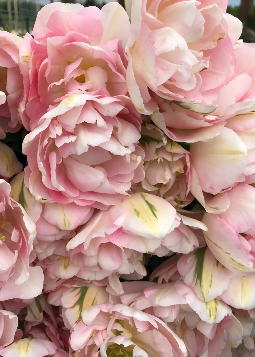 Pre-Cooled Finola Tulip Bulbs