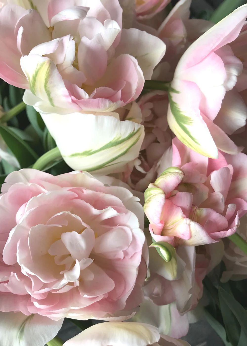 Pre-Cooled Finola Tulip Bulbs - Image 2