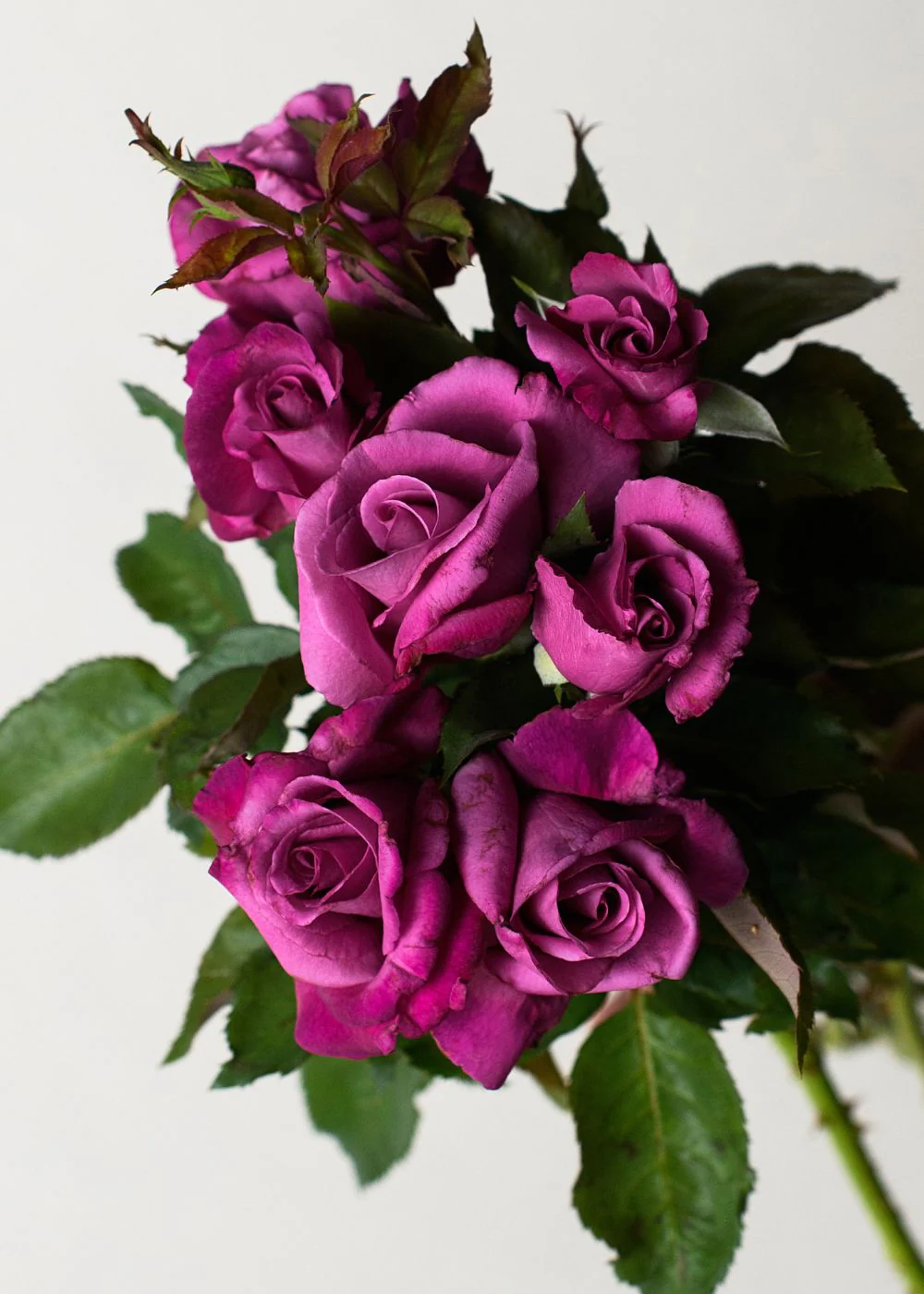 Fragrant Plum Rose Potted (Archived)