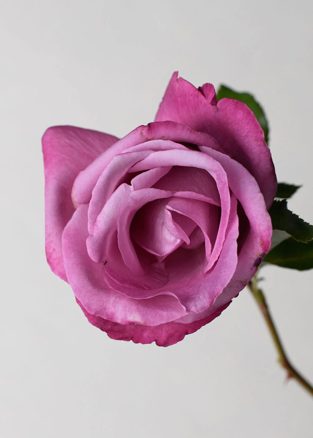 Fragrant Plum Rose Potted (Archived) - Image 2