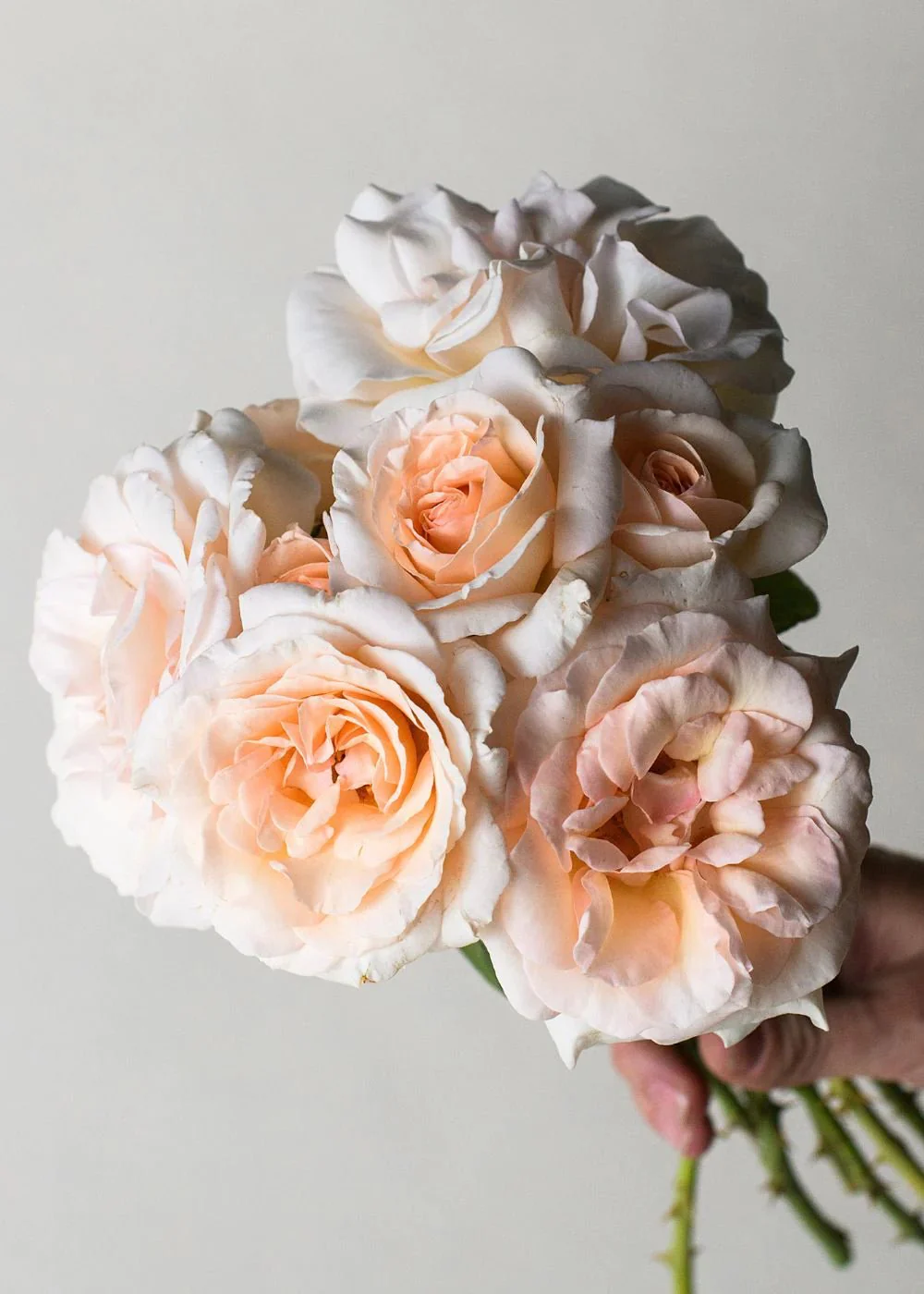 Francis Meilland® Rose Potted (Archived)