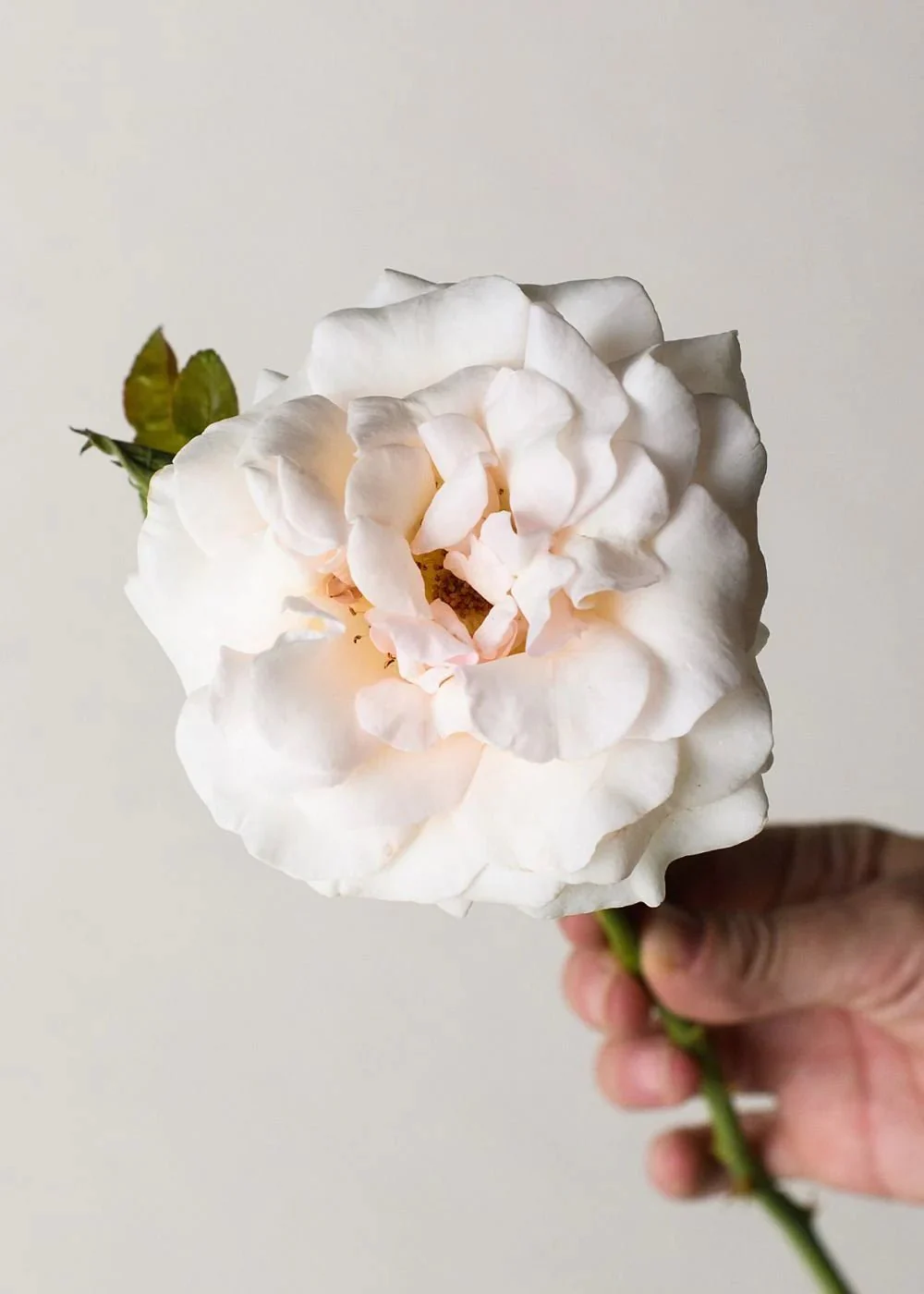 Francis Meilland® Rose Potted (Archived) - Image 3