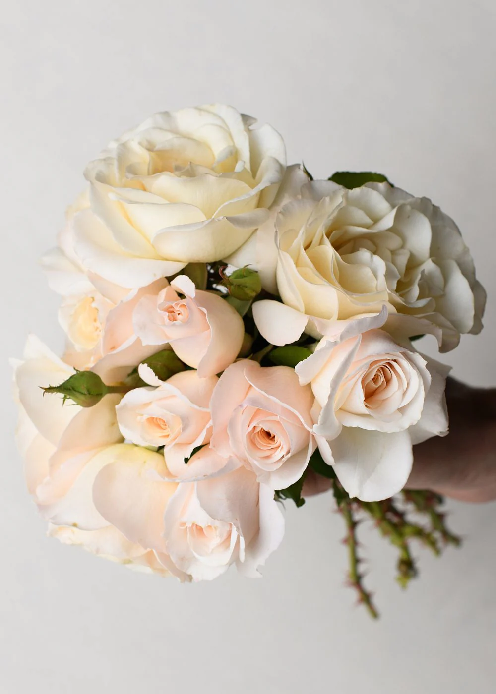 French Lace Rose Bare Root (Archived)