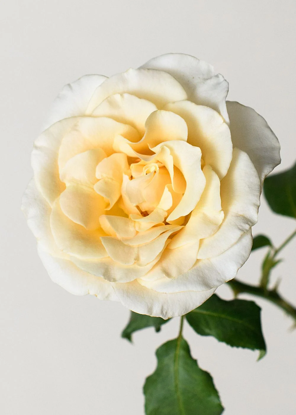 French Lace Rose Bare Root (Archived) - Image 2