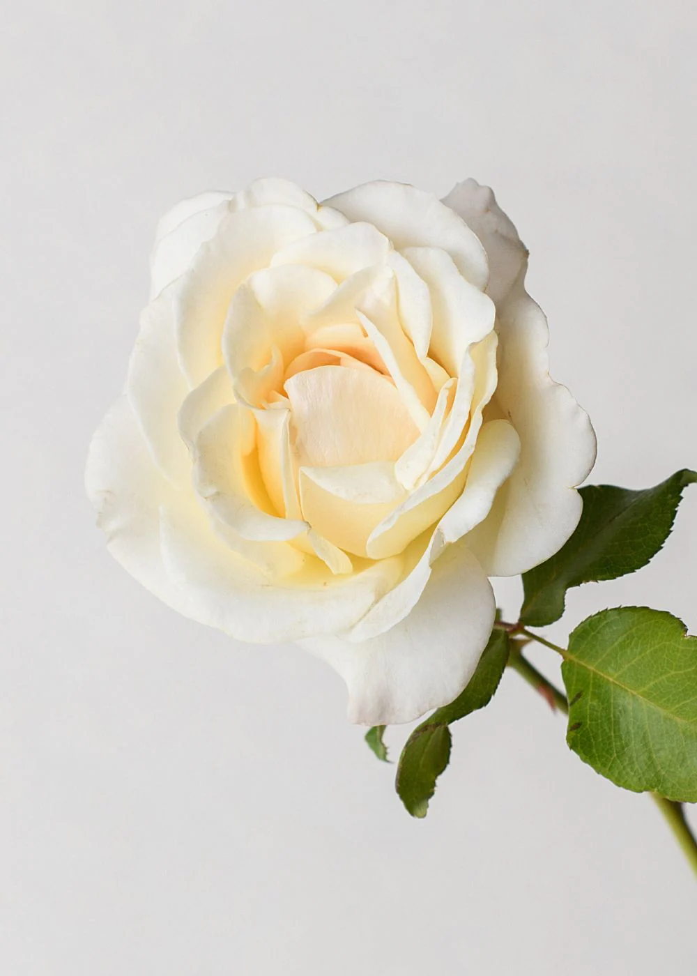 French Lace Rose Bare Root (Archived) - Image 4