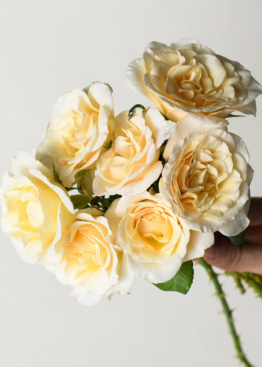 French Lace Potted Tree Rose (Archived) - Image 3