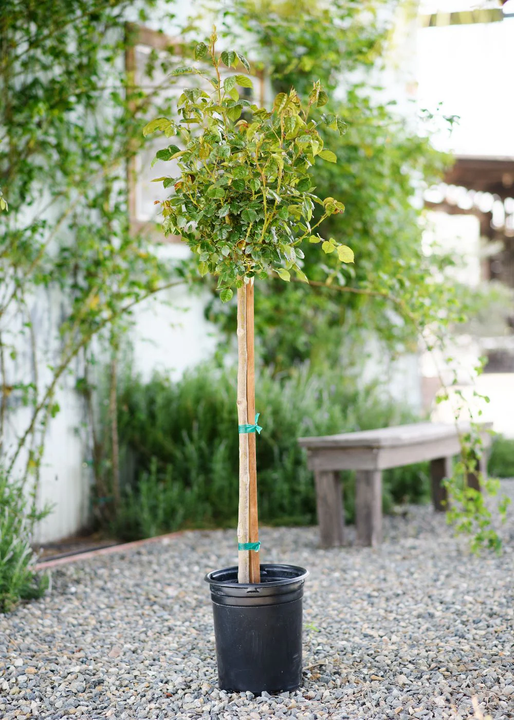 French Lace Potted Tree Rose (Archived) - Image 6