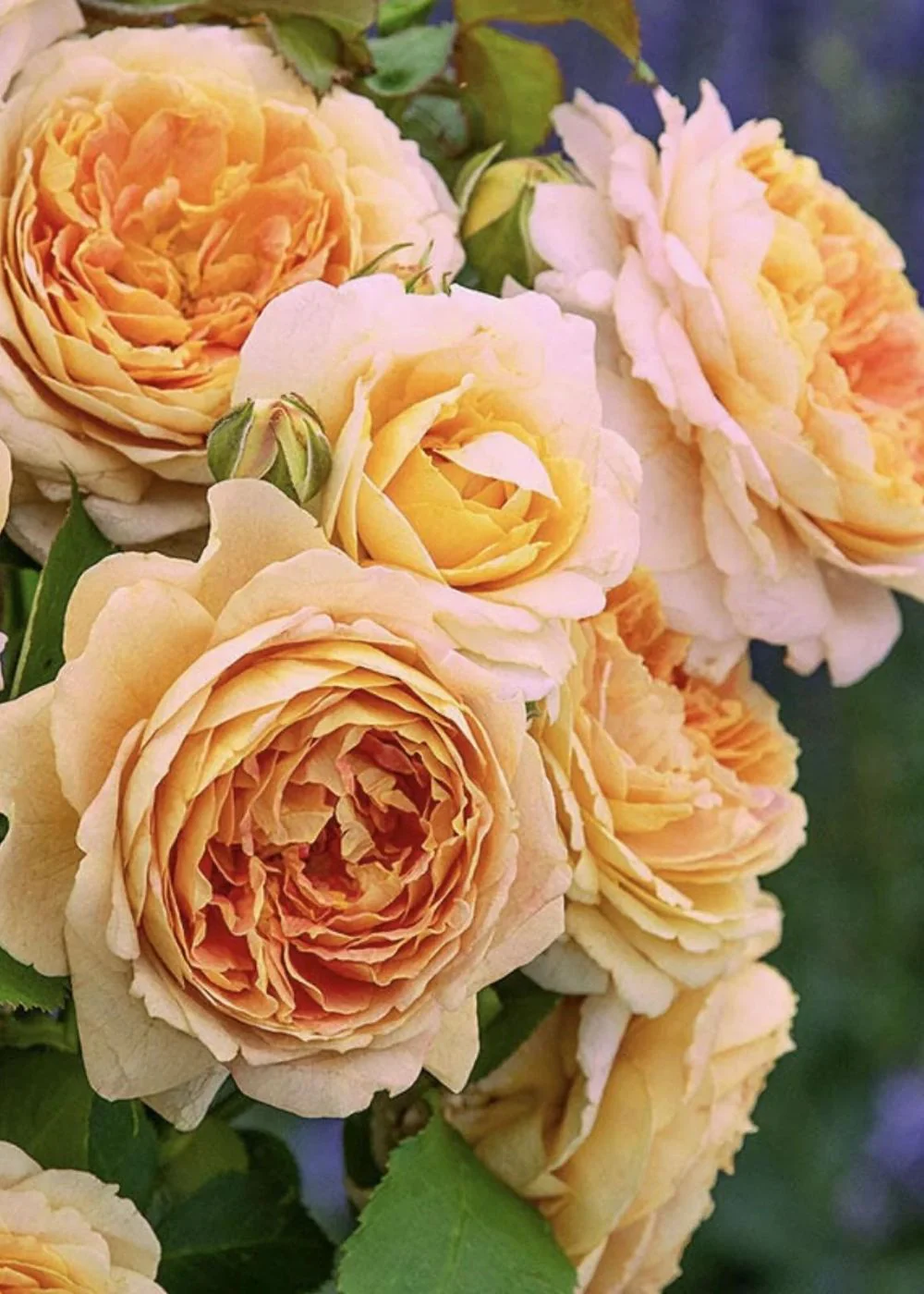 Fun In The Sun⢠Rose Bare Root (Archived)