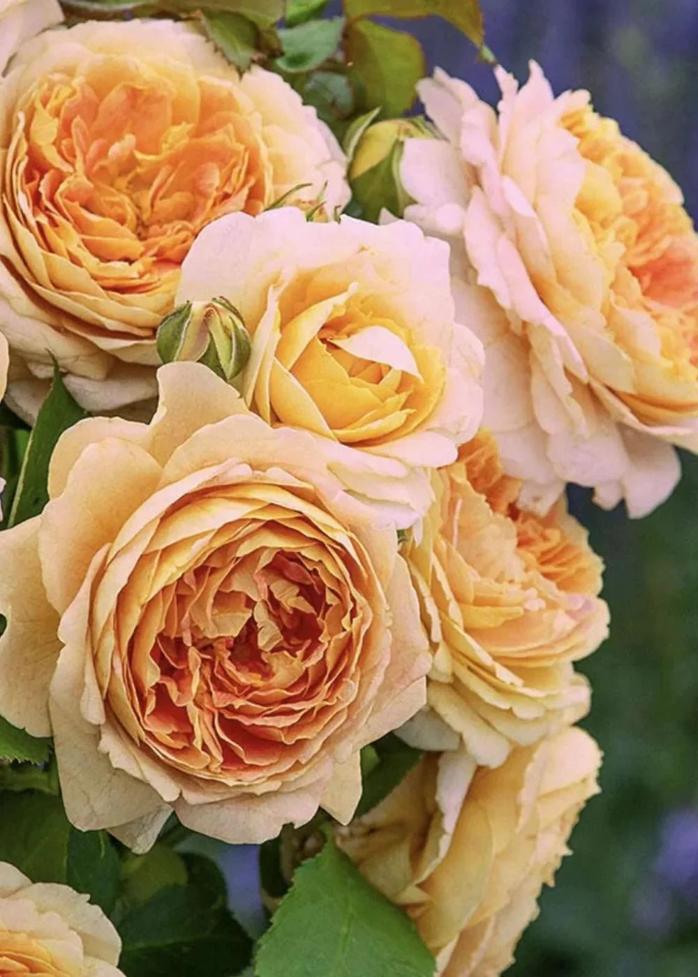 Fun In The Sun™ Rose Potted (Archived)