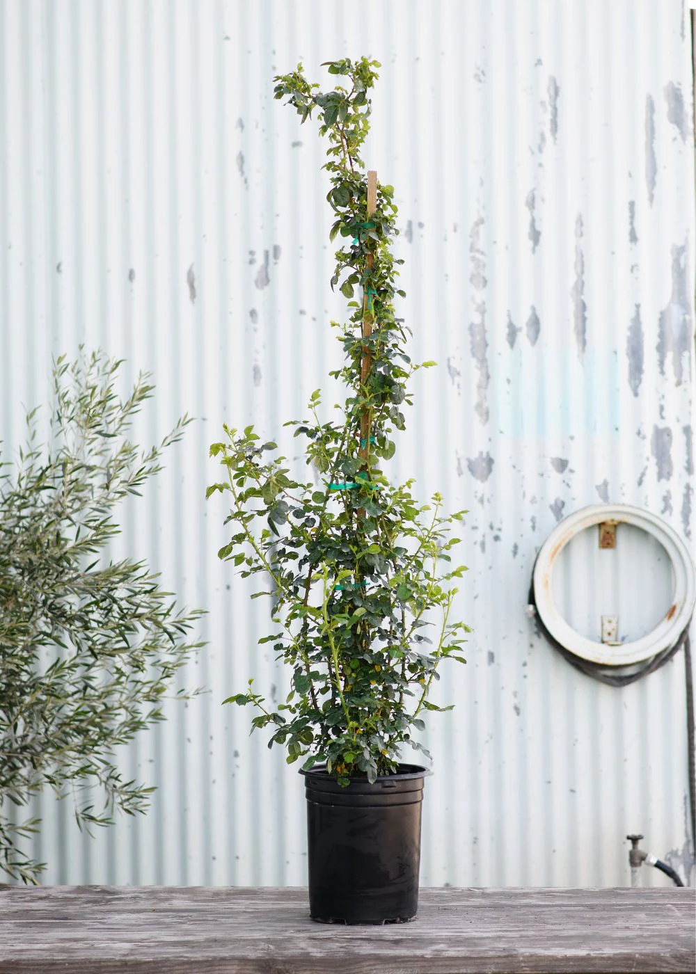 New Dawn Climbing Potted Rose - Image 3