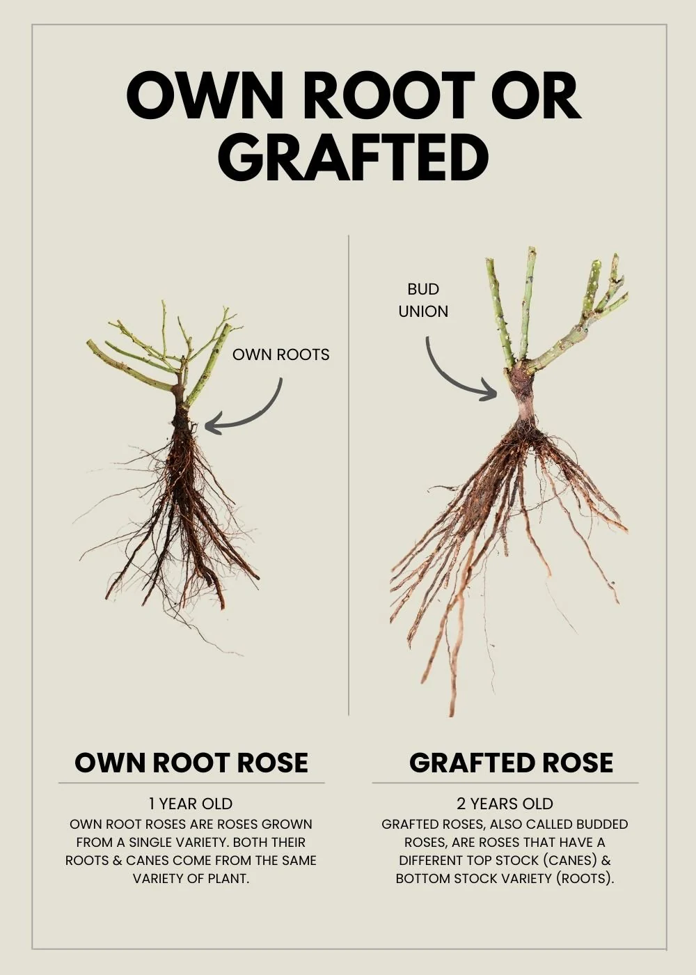 Garden Sun™ Climbing Rose Bare Root (Archived) - Image 4