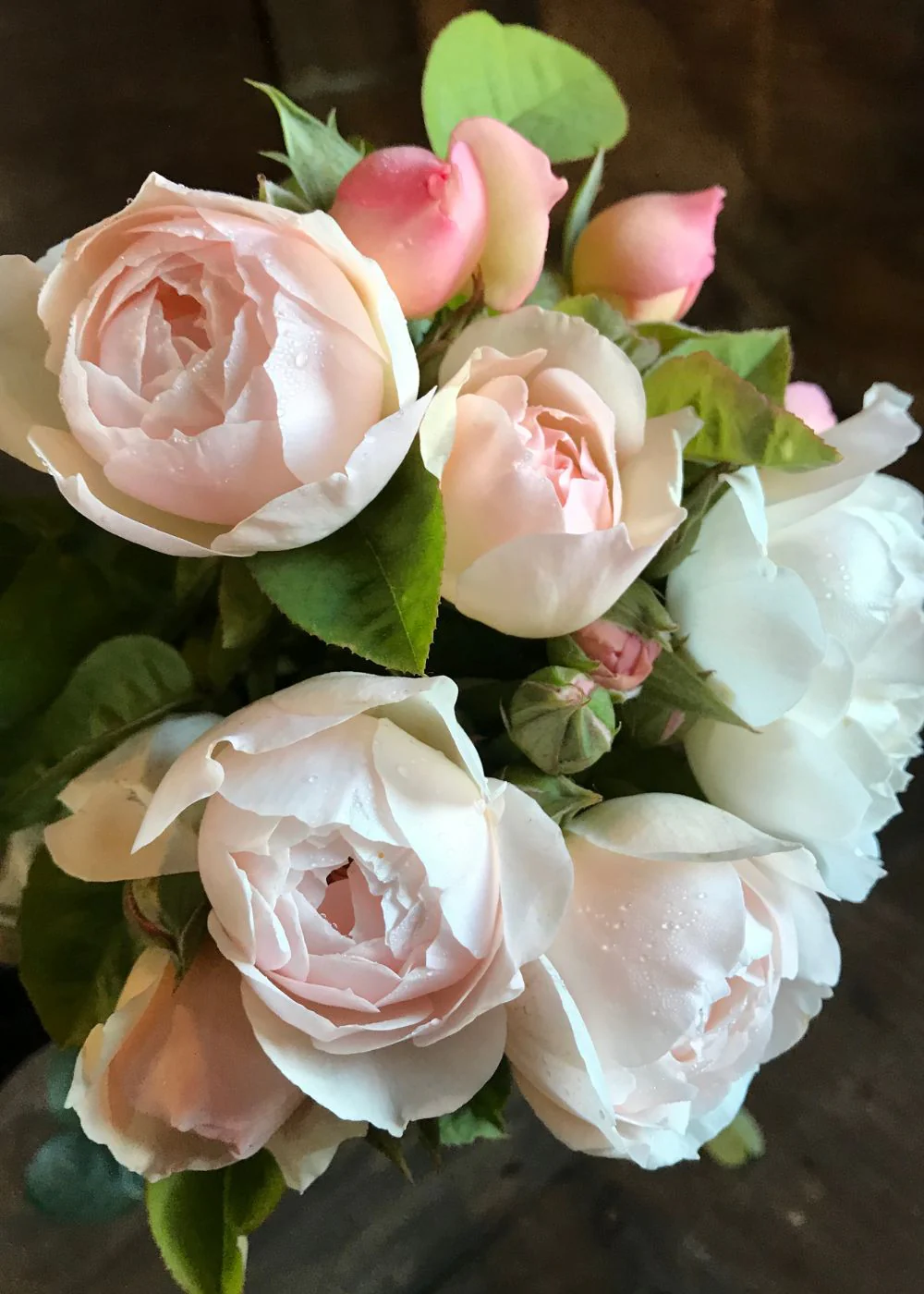 Gentle Hermione Rose Bare Root (Archived)