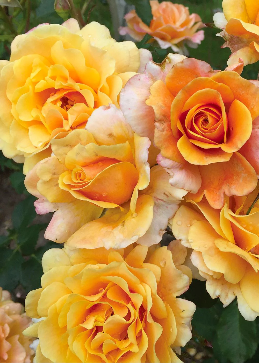 Gold and Great Rose Bare Root (Archived)
