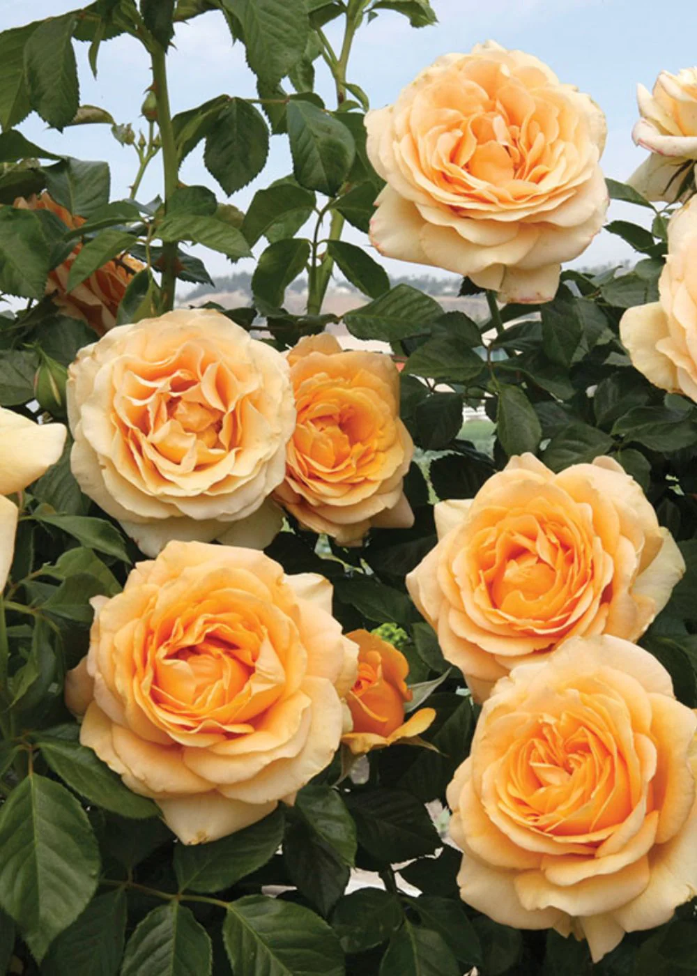Golden Opportunity™️ Climbing Rose Bare Root (Archived)