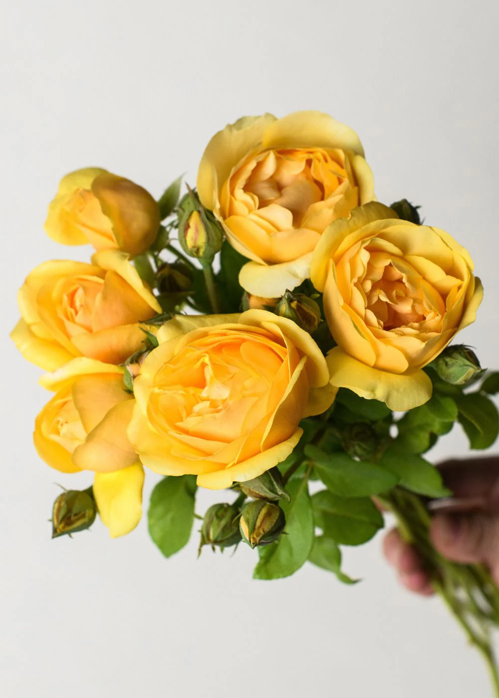 Graham ThomasĀ® Rose Bare Root (Archived)