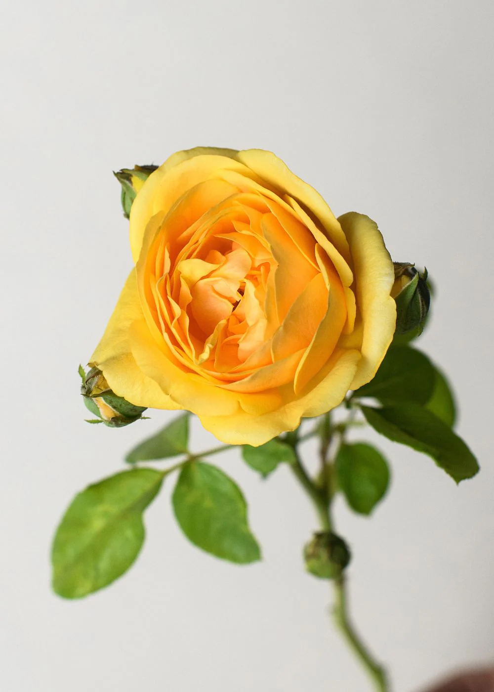 Graham ThomasĀ® Rose Bare Root (Archived) - Image 2