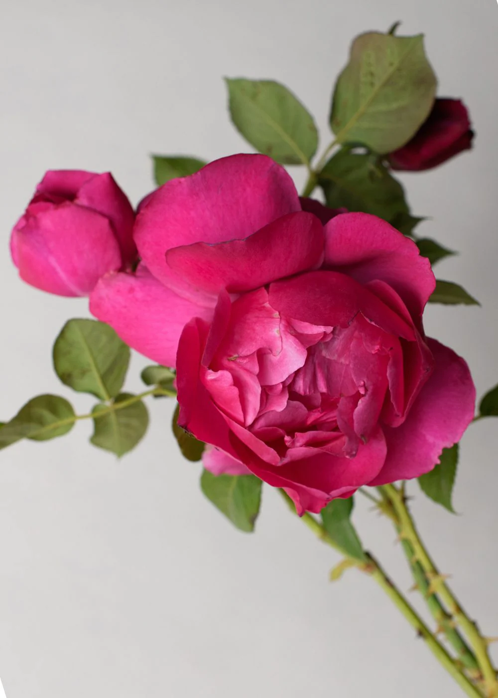 Grande Dame⢠Rose Bare Root (Archived)