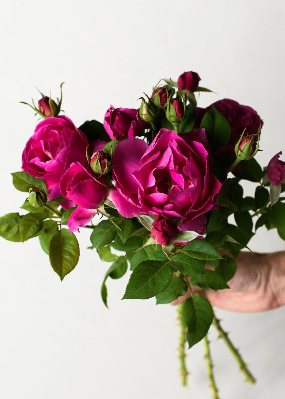 Grande Dame⢠Rose Bare Root (Archived) - Image 2
