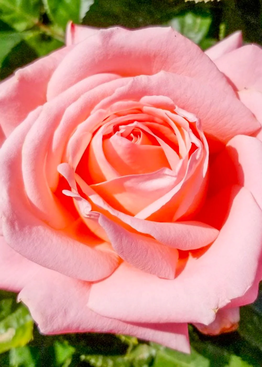 Heavenly Scented⢠Rose Potted (Archived)