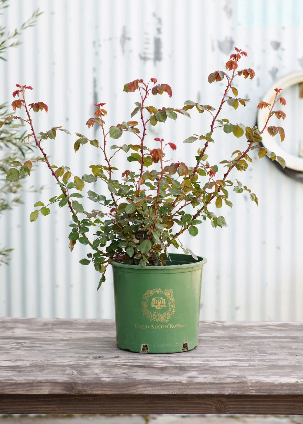 Heritage Rose Potted (Archived) - Image 2