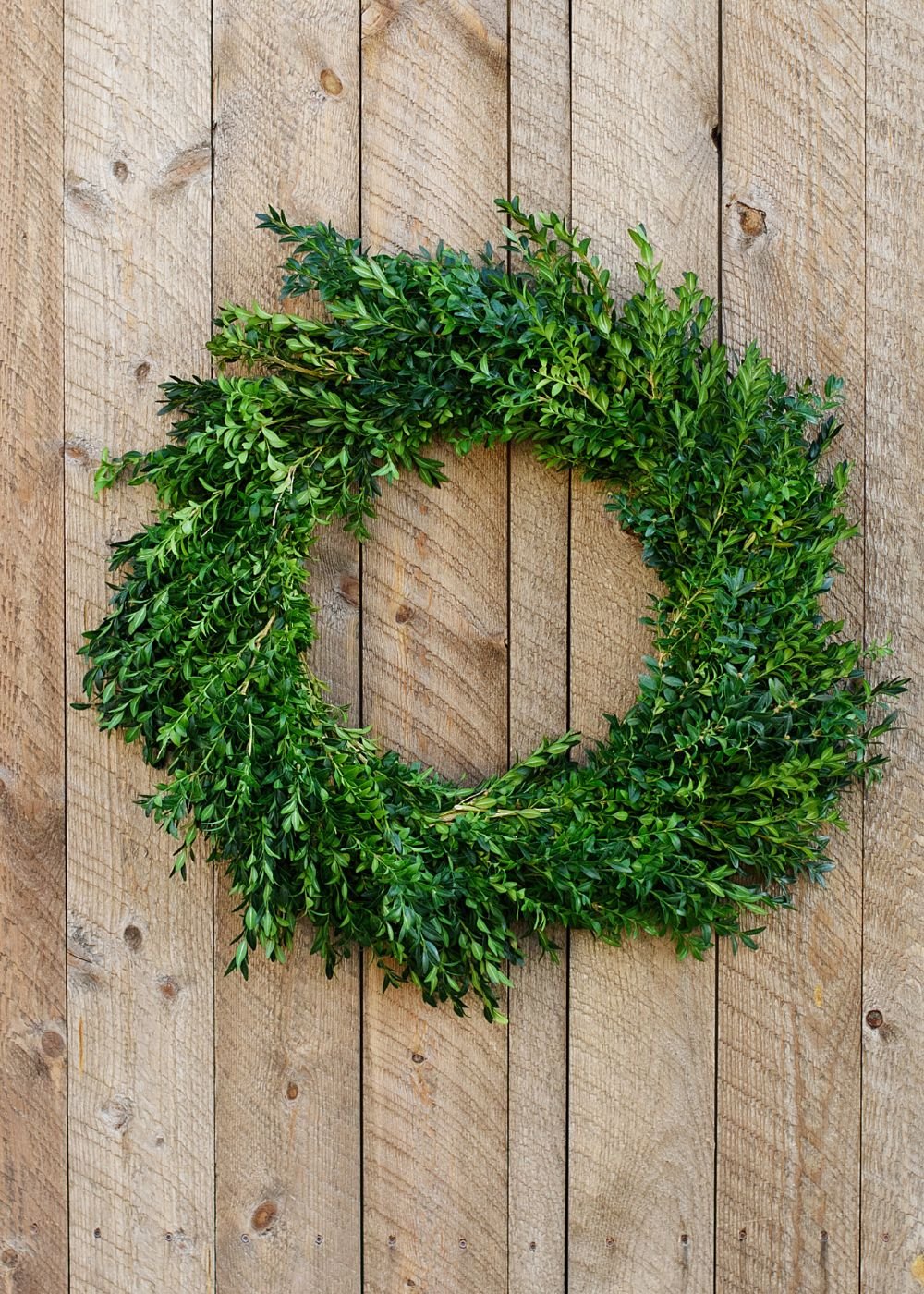 Classic Boxwood Holiday Wreath - Image 3