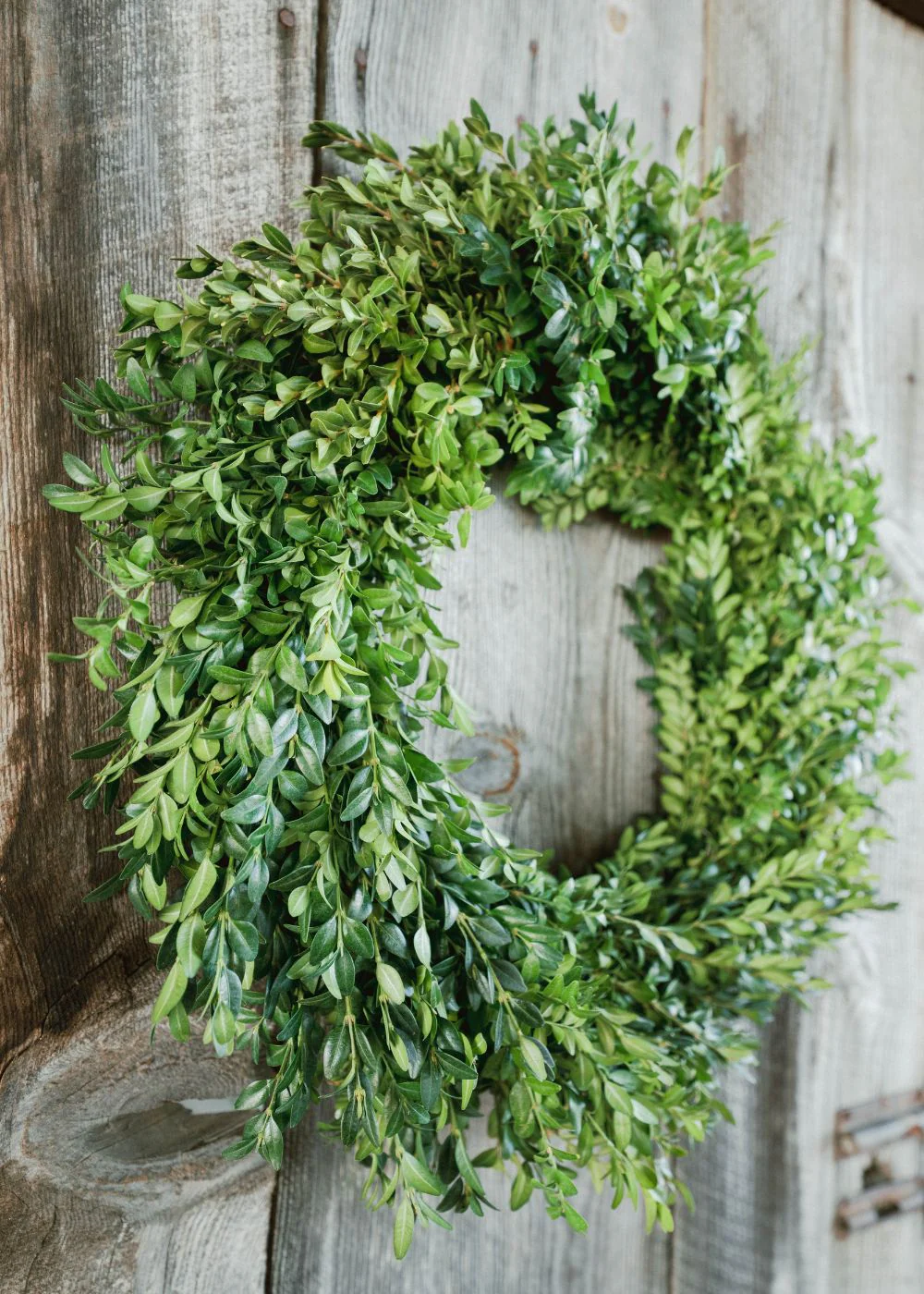 Classic Boxwood Holiday Wreath - Image 5