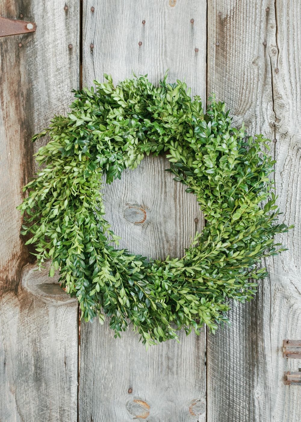 Classic Boxwood Holiday Wreath - Image 6