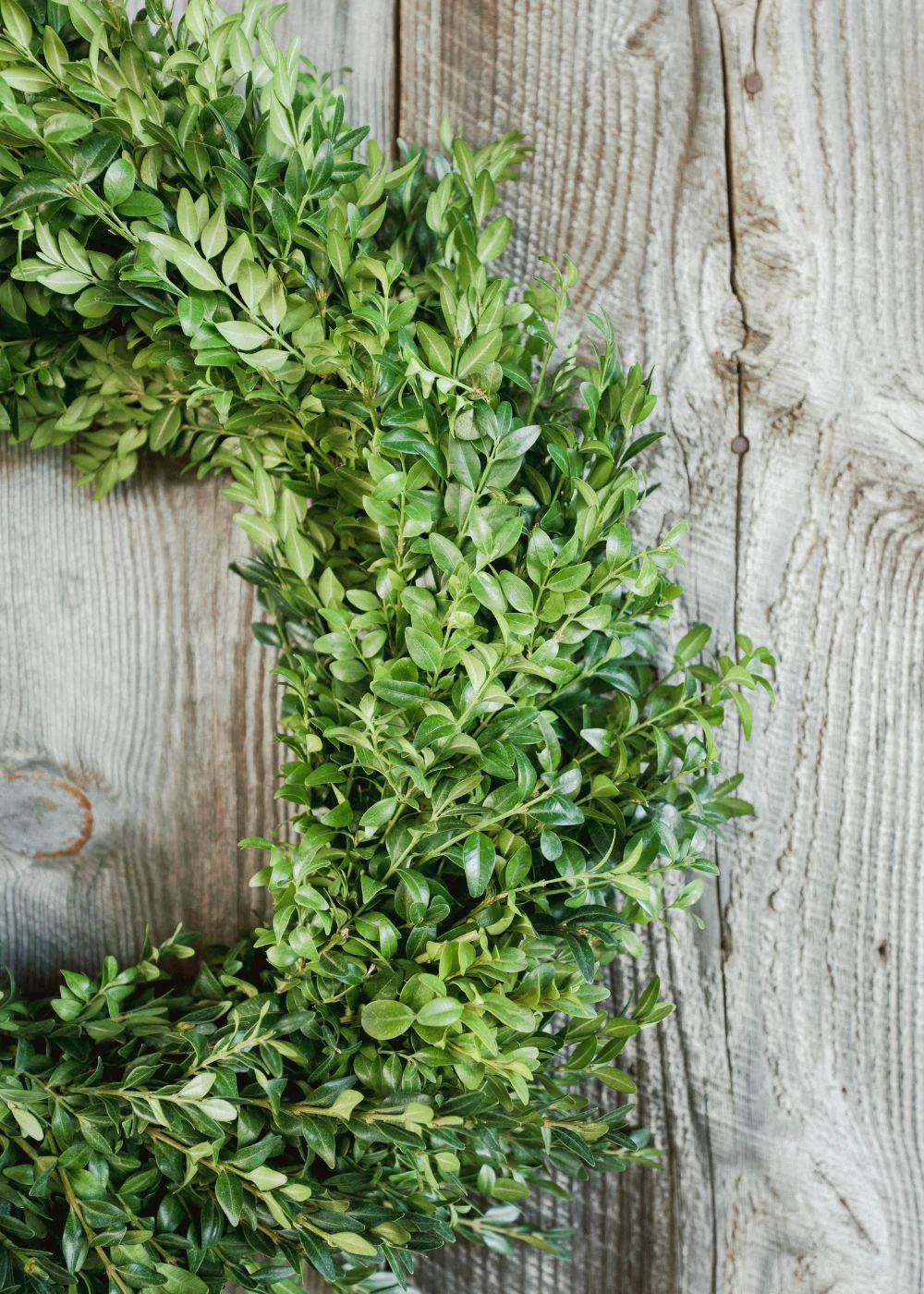 Classic Boxwood Holiday Wreath - Image 7