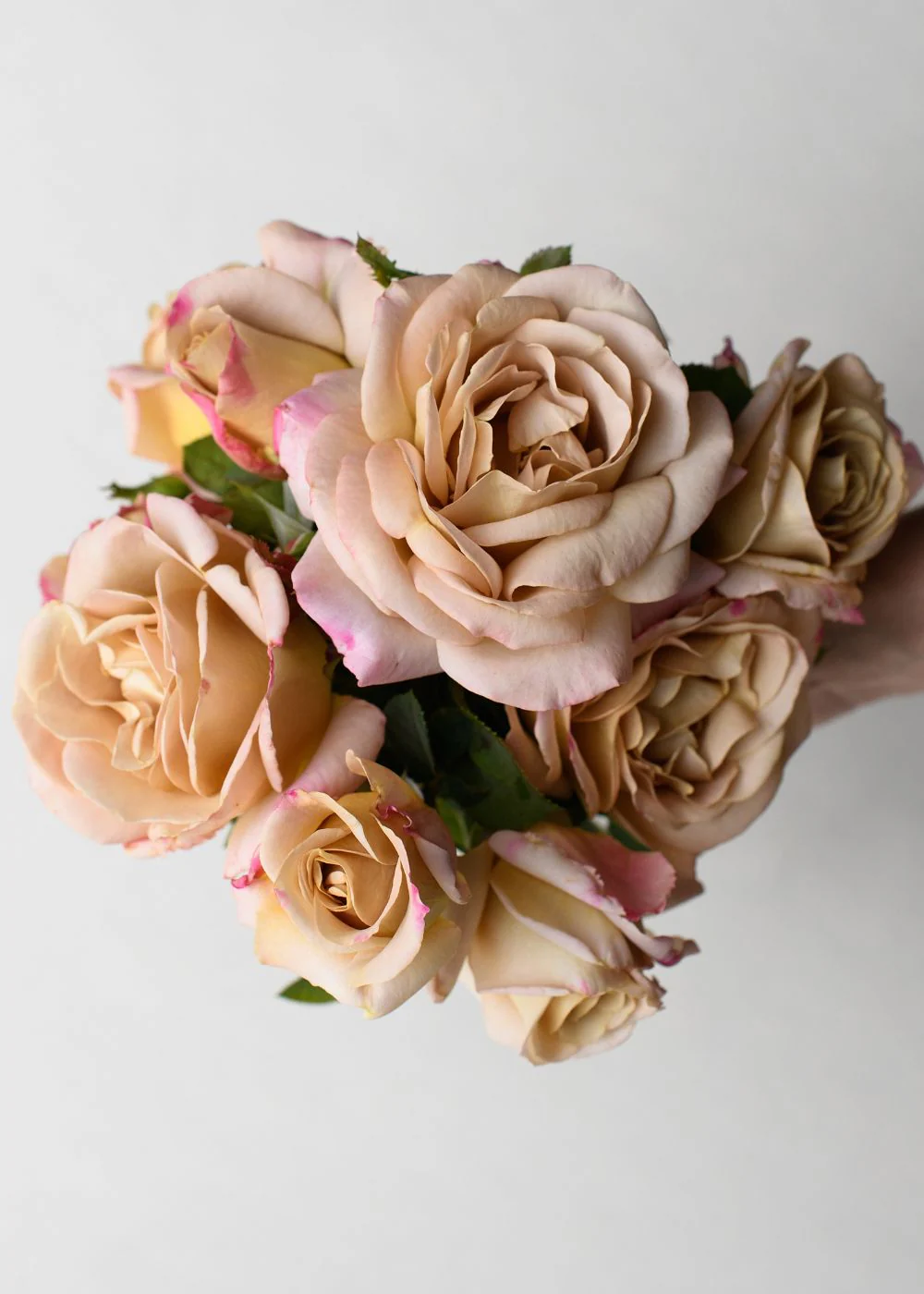 Honey Dijon™ Rose Bare Root (Archived)
