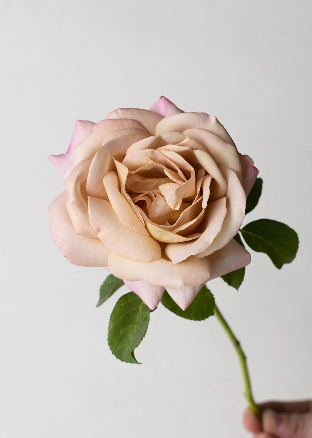 Honey Dijon™ Rose Bare Root (Archived) - Image 2