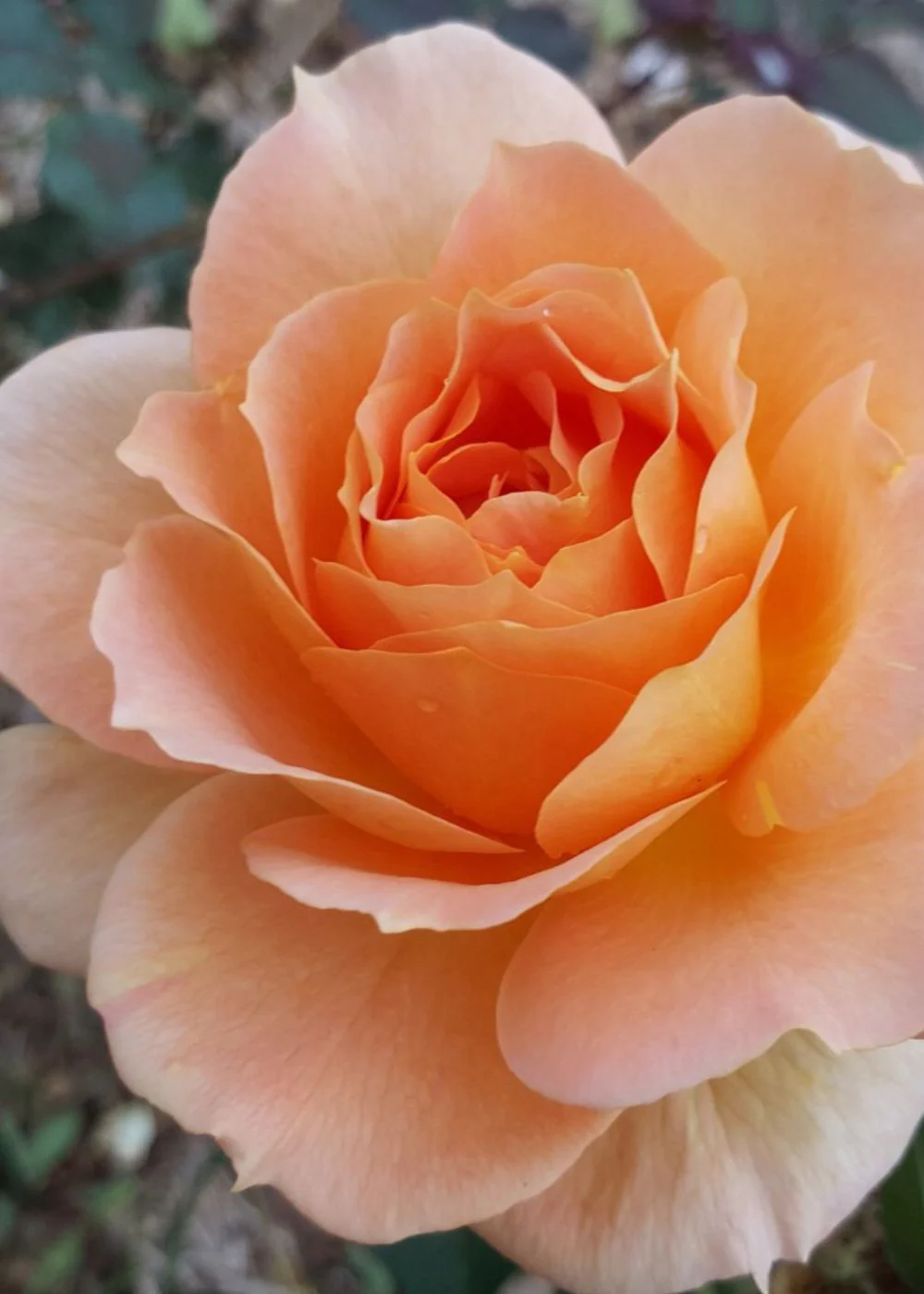Honey Perfume™ Rose Bare Root (Archived)