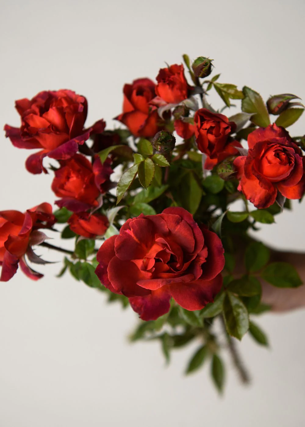 Hot Cocoa™ Rose Bare Root (Archived)