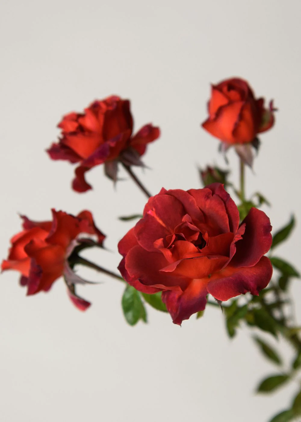 Hot Cocoa™ Rose Bare Root (Archived) - Image 2