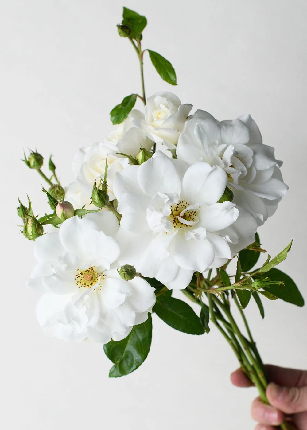 Iceberg Rose Bare Root (Archived)