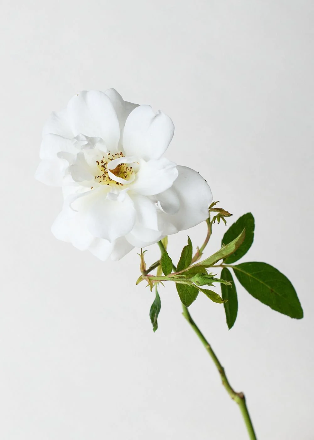 Iceberg Rose Bare Root (Archived) - Image 2