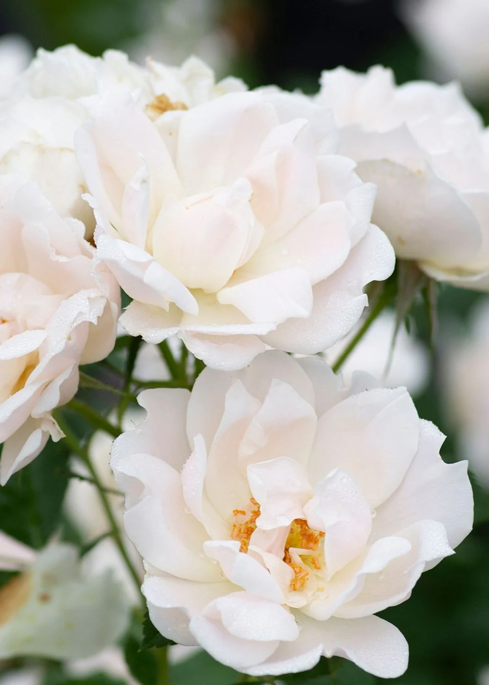 Icecap⢠Rose Bare Root (Archived)