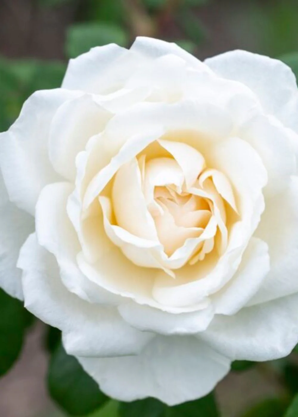 Icecap⢠Rose Bare Root (Archived) - Image 2