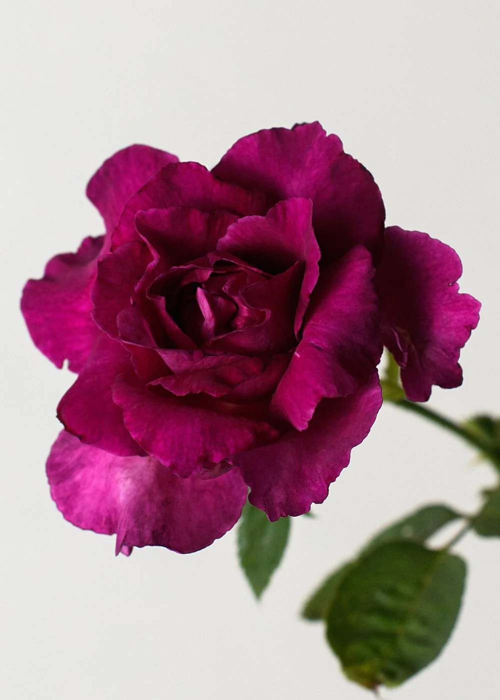 Intrigue Rose Bare Root (Archived) - Image 2