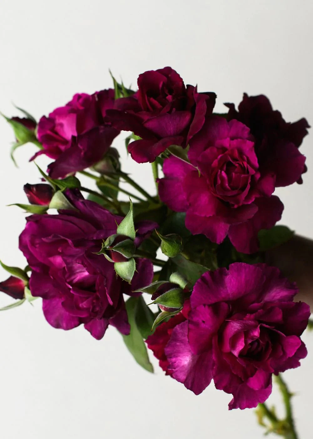Intrigue Rose Potted (Archived)