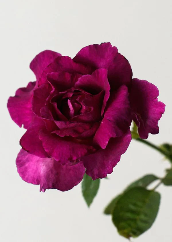 Intrigue Rose Potted (Archived) - Image 2