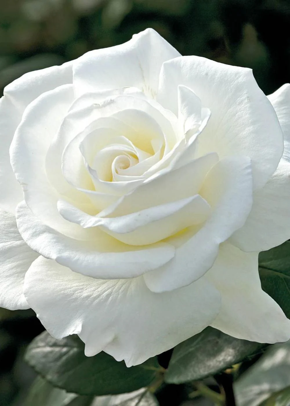 John F. Kennedy Rose Bare Root (Archived)