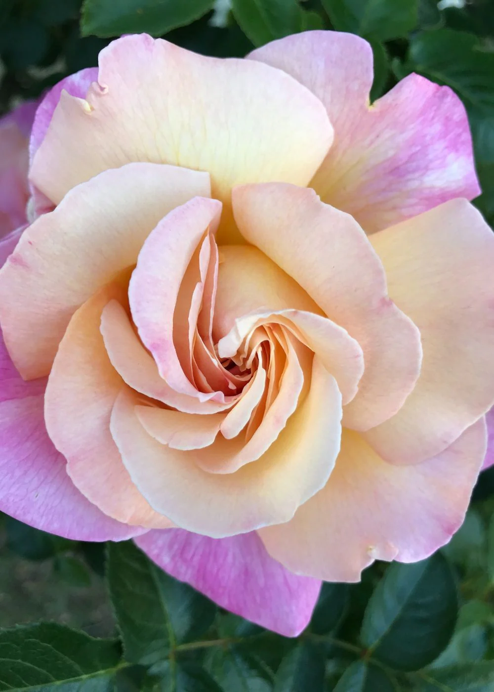 Joseph's Coat Climbing Rose Bare Root (Archived)
