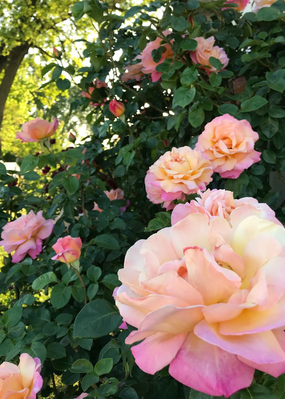 Joseph's Coat Climbing Rose Bare Root (Archived) - Image 2