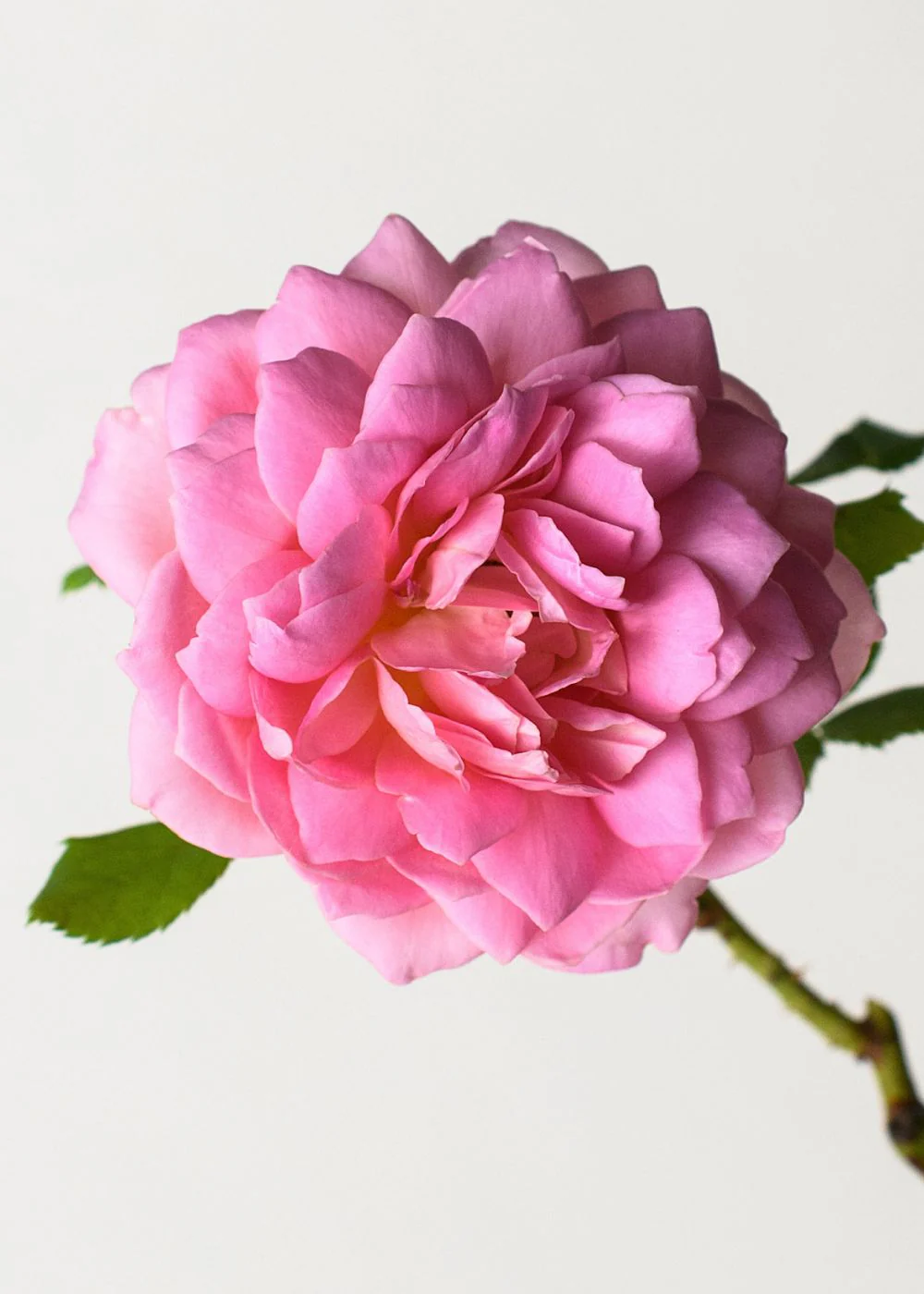 Jubilee Celebration Rose Potted (Archived)