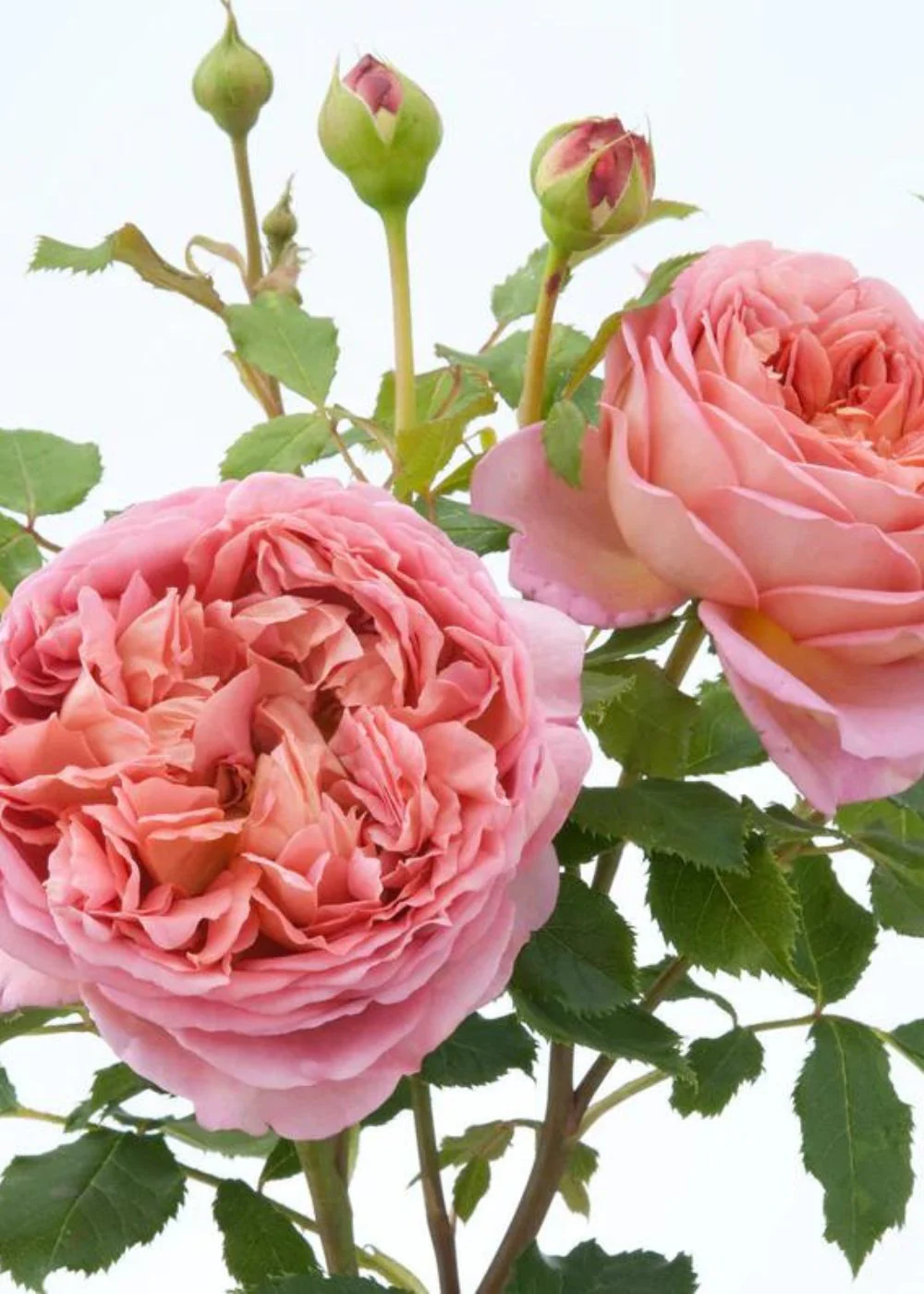 Jubilee Celebration Rose Potted (Archived) - Image 2